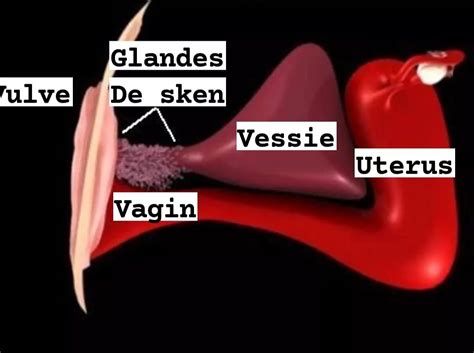 glande skene femme|Kyste des glandes de Skene